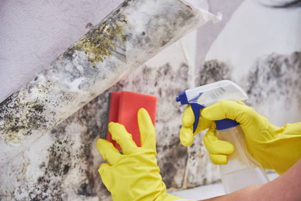 Best Asbestos and Lead Testing During Mold Inspection  in Wanamassa, NJ